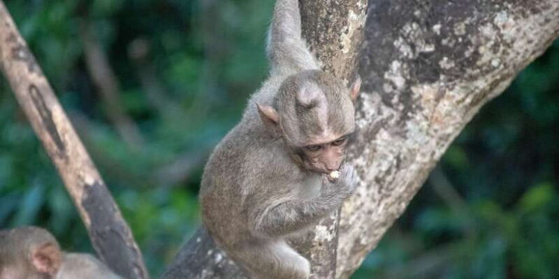 Lagoon Tour to Monkey Island in Negombo - Key Points