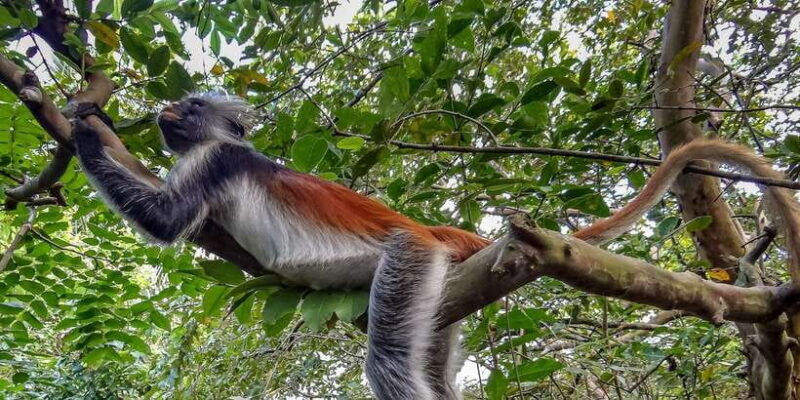 Lagoon Tour to Monkey Island in Negombo - Who Will Love This Tour?