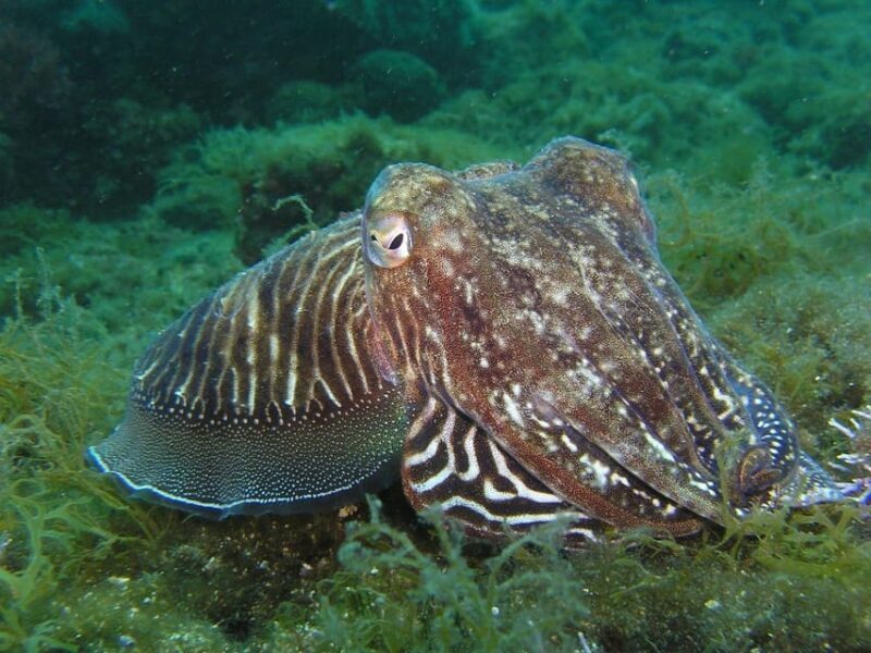 Lagos: 2 Dives on the local Reefs (FOR CERTEFID DIVERS ONLY) - Who Should Consider This Tour?