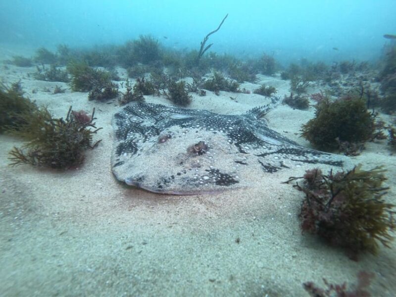 Lagos: 2 Dives on the local Reefs (FOR CERTEFID DIVERS ONLY) - The Sum Up