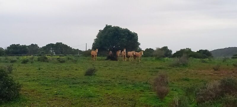 Lagos: A walk with a rescued horse at the sanctuary - Key Points