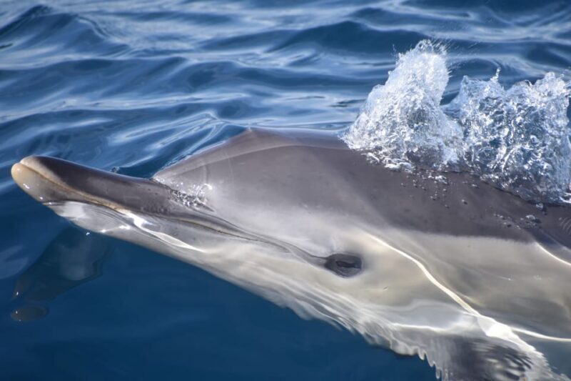 Lagos: Dolphin & Benagil Tour with Marine Biologist - What Makes This Tour Stand Out?