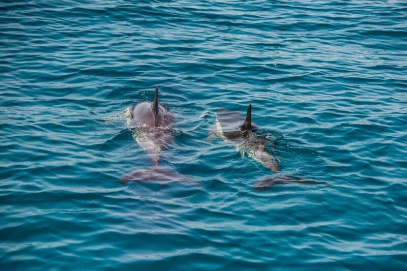 Lagos: Dolphin Watch Tour with Professional Marine Biologist - Frequently Asked Questions