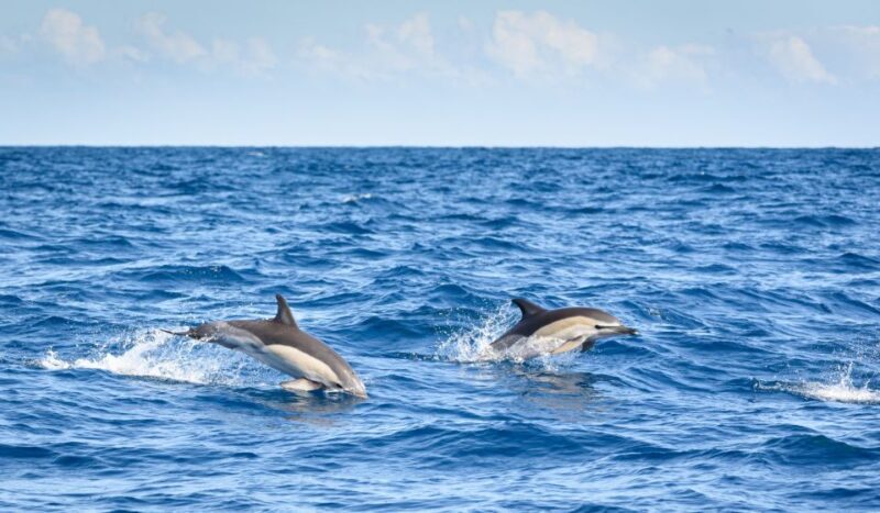 Lagos: Dolphin Watching Half-Day Cruise & Water Activities - Who Will Love This Tour?