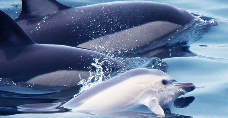 Lagos: Dolphin Watching with Professional Marine Biologists - Key Points