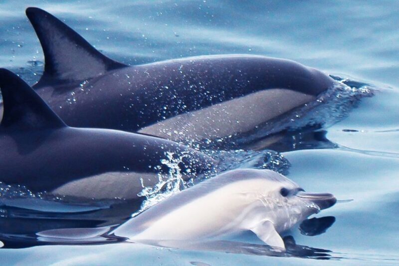 Lagos: Dolphin Watching with Professional Marine Biologists - An In-Depth Look at the Tour