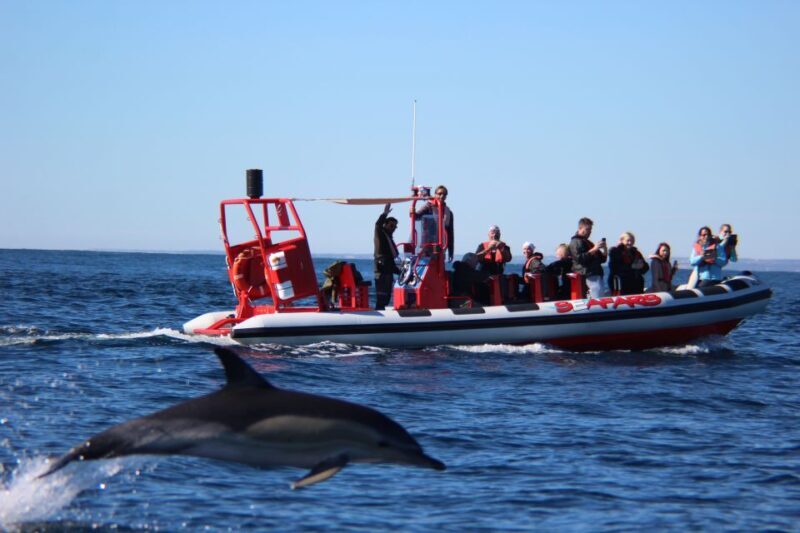 Lagos: Dolphin Watching with Professional Marine Biologists - Final Thoughts: Is It Worth It?