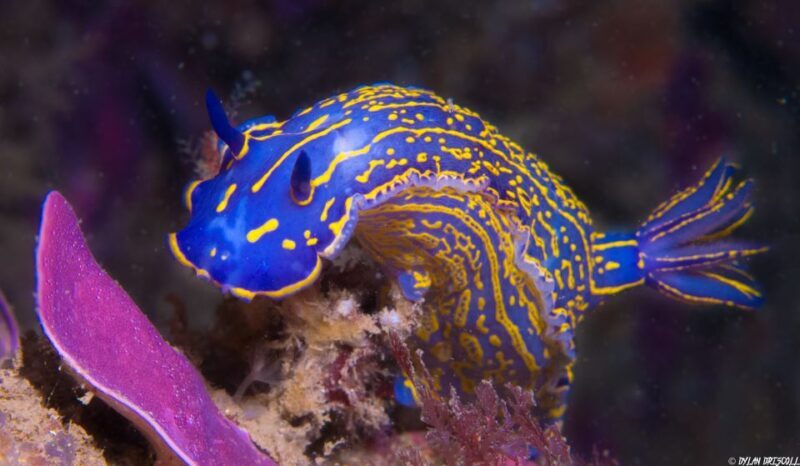 Lagos: Guided Scuba Diving Trip for Beginners - Frequently Asked Questions