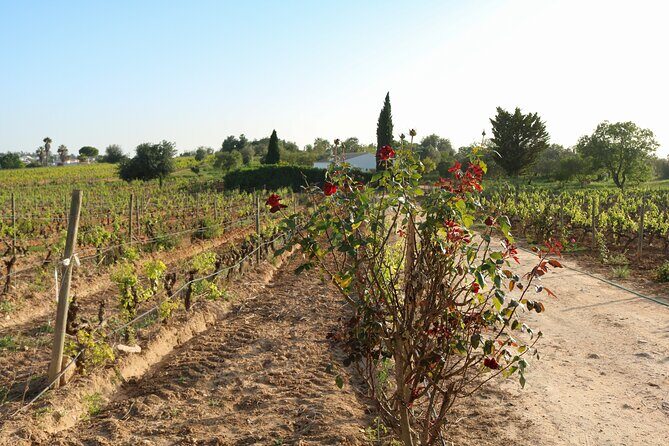 Lagos, Portimão & Carvoeiro: Wine Tasting, Tapas & Music Tour - The Value of the Tour