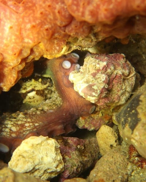 Lagos: Scuba Diving Experience for Beginners - The Itinerary in Detail