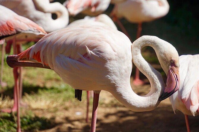 Lagos Zoo Admission Ticket - Lagos Zoo Admission Ticket: A Family-Friendly Escape in Portugal