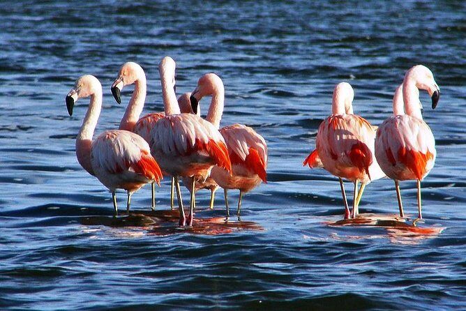 Laguna del Toro and Flamingo-Watching 4WD - Key Points