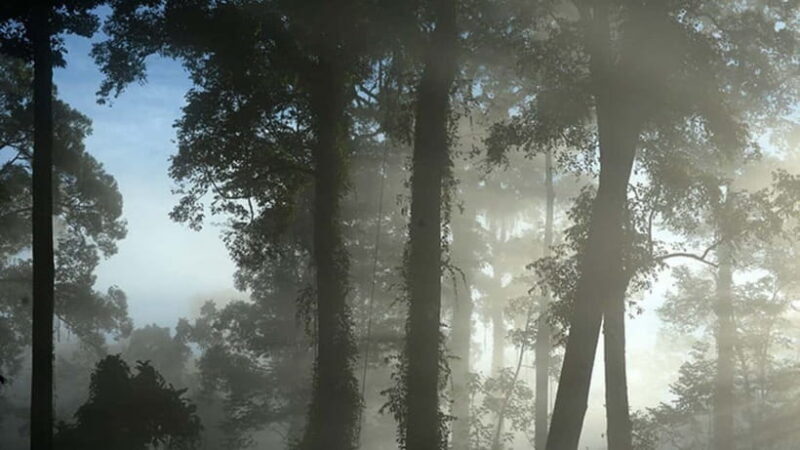 Lahad Datu: 3-Day Danum Valley Rainforest Adventure - The Full Experience Breakdown