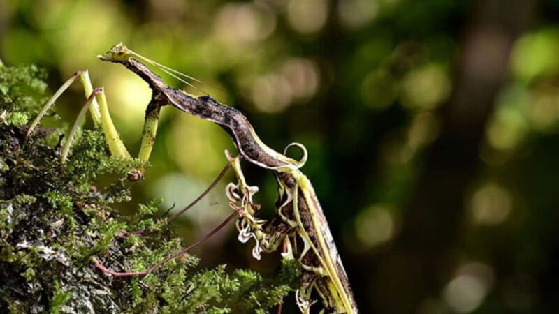 Lahad Datu: 3-Day Danum Valley Rainforest Adventure - Who Should Consider This Tour?