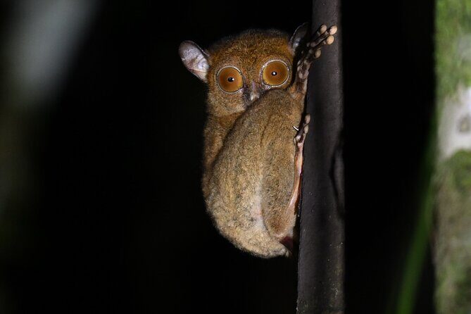 Lahad Datu: 3D2N Danum Valley Lost World Expedition with Transfer - Final Thoughts: A Wild and Worthwhile Adventure