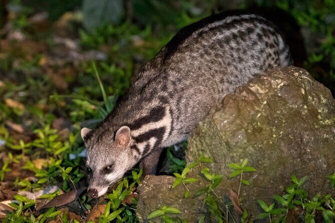 Lahad Datu: 3D2N Danum Valley Lost World Expedition with Transfer - FAQ: Your Questions About the Danum Valley Expedition