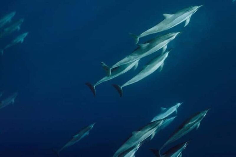 Lahaina: Humpback Whale Watching Cruise - Key Points