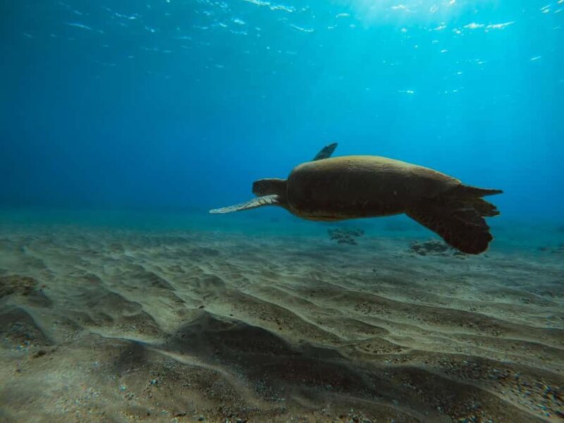 Lahaina: Kapalua Bay Eco Sea Scooter Tour with Guide - Key Points