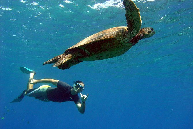 Lahaina Kayak and Snorkel Excursion - An In-Depth Look at the Lahaina Kayak and Snorkel Tour