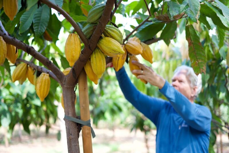 Lahaina: Maui Ku'ia Estate Guided Cacao Farm Tour & Tasting - Lahaina: Maui Ku’ia Estate Guided Cacao Farm Tour & Tasting