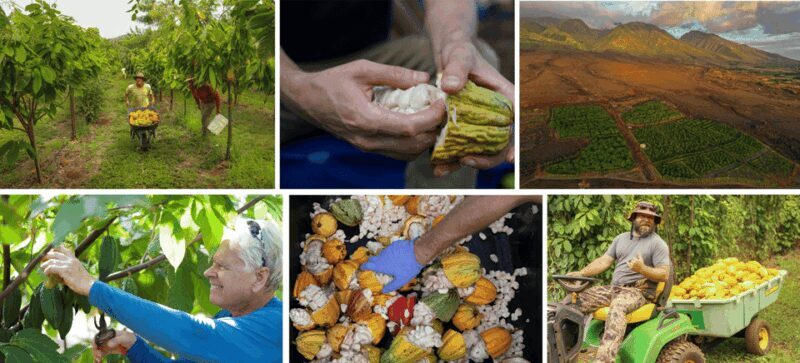 Lahaina: Maui Ku'ia Estate Guided Cacao Farm Tour & Tasting - Final Thoughts: Who Should Consider This Tour?