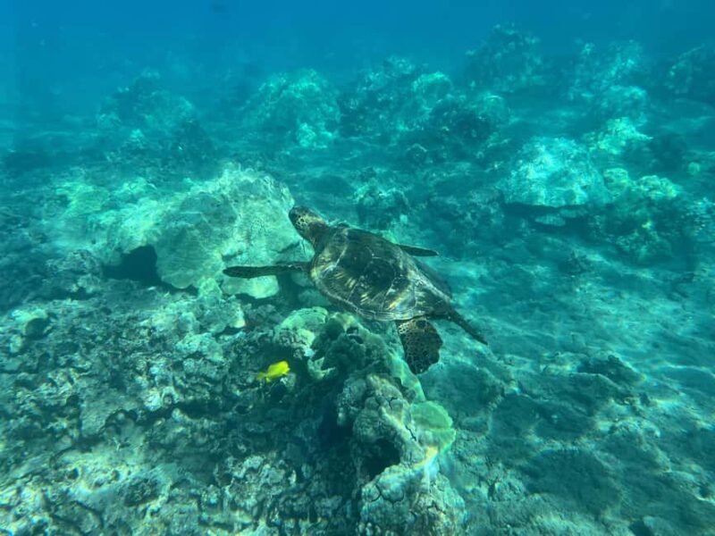 Lahaina: Olowalu Coral Reef Snorkeling Tour - The Sum Up: Who Is This Tour Best For?