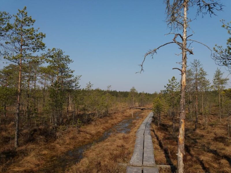 Lahti: Guided Nature Walk The Heart of The Swamp - Lahti: Guided Nature Walk The Heart of The Swamp