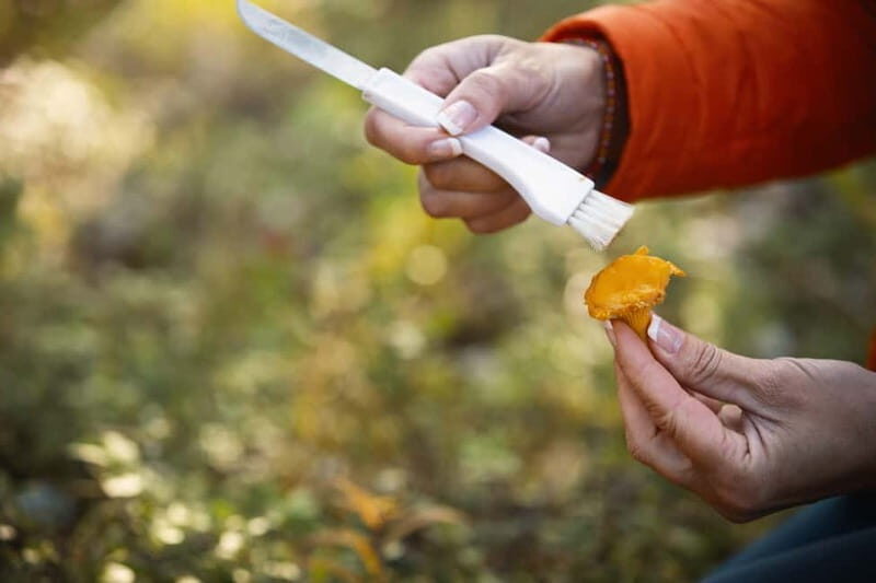 Lahti: Wild Food Foraging Tour with Tastings - Exploring Lahti’s Wild Food Foraging Tour