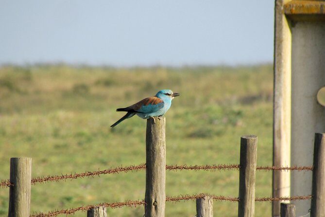 Laid-back birdwatching week - Key Points