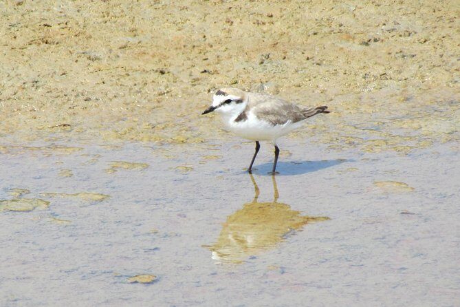 Laid-back birdwatching week - Who Will Love This Tour?