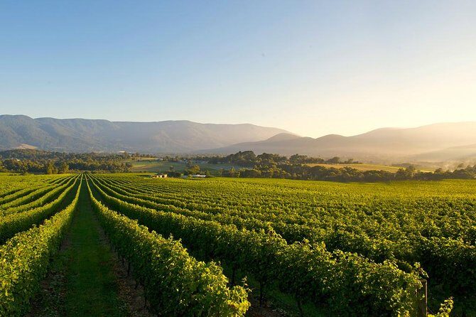 Laid back, Yarra Valley Wine Tour: Wine, Cider, Gin, Beer + Choc - Who Is This Tour Best For?