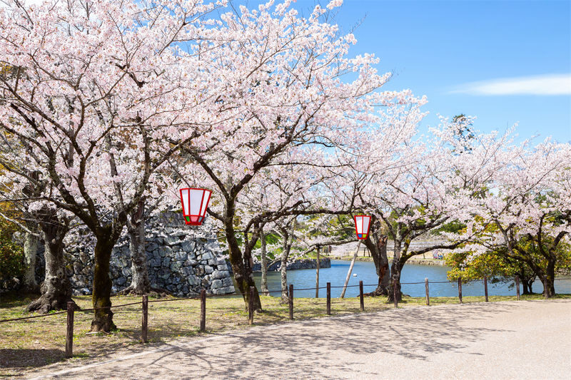 Lake Biwa Secret Scenery Pilgrimage Day Trip | Shirazu Shrine, Observation Deck/Sanzen-in Temple, Floating Temple, La Collina - Should you book it?