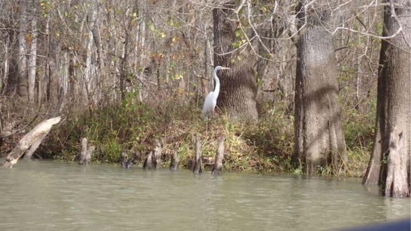 Lake Charlotte Flooded Cypress Forest | Eco Wonderland Tour - Exploring the Lake Charlotte Flooded Cypress Forest Eco Wonderland Tour
