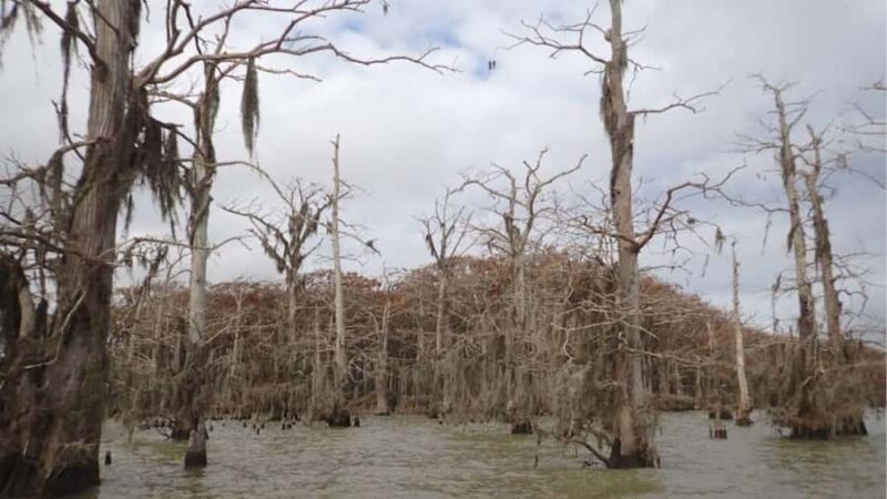 Lake Charlotte Flooded Cypress Forest | Eco Wonderland Tour - Key Points