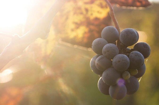 Lake Country Casual Experience - Why This Tour Is a Great Choice