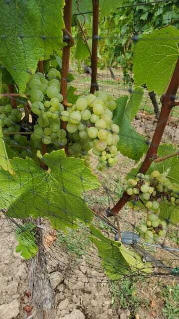 Lake Country Wine Tour (full day) - Practical Details & What to Expect