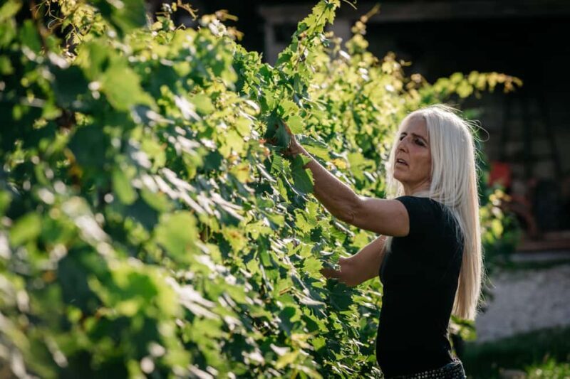 Lake Garda: Corvina Wine Tasting with Vineyard Walk - Key Points