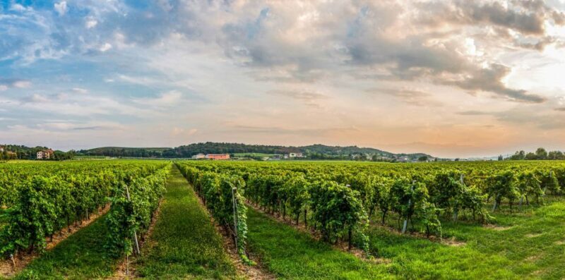 Lake Garda: Garda Hills Wine Tour and Tasting - Key Points