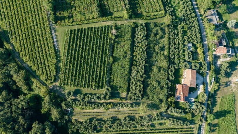 Lake Garda: Tour with 4 Olive Oil Tasting & Local Food - Lake Garda: Tour with 4 Olive Oil Tasting & Local Food