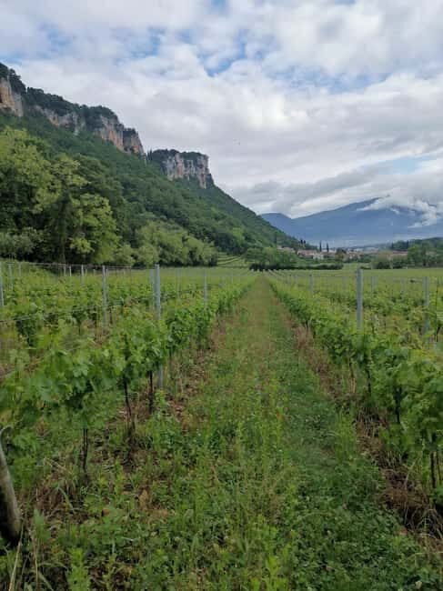 LAKE GARDA: VINEYARD AND WINERY TOUR - A Closer Look at the Lake Garda Vineyard and Winery Tour