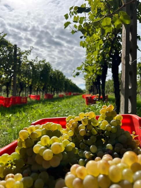 Lake Garda: Wine Tasting and Myths Tour with Local Snacks - Exploring the Experience: What You Can Expect