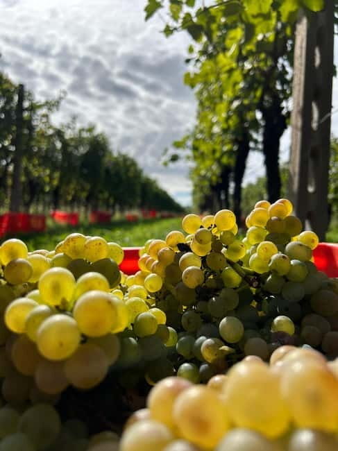 Lake Garda: Wine Tasting and Myths Tour with Local Snacks - A Deep Dive: The Itinerary and What You’ll Experience