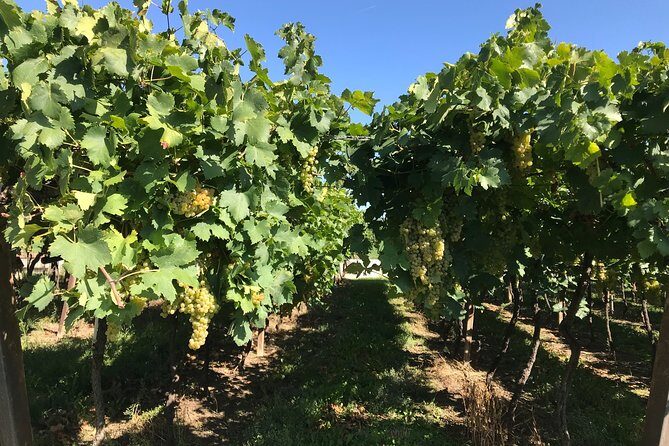 Lake Garda wine tasting: Pinot Noir & tortellini in a Medieval Village - Final Thoughts