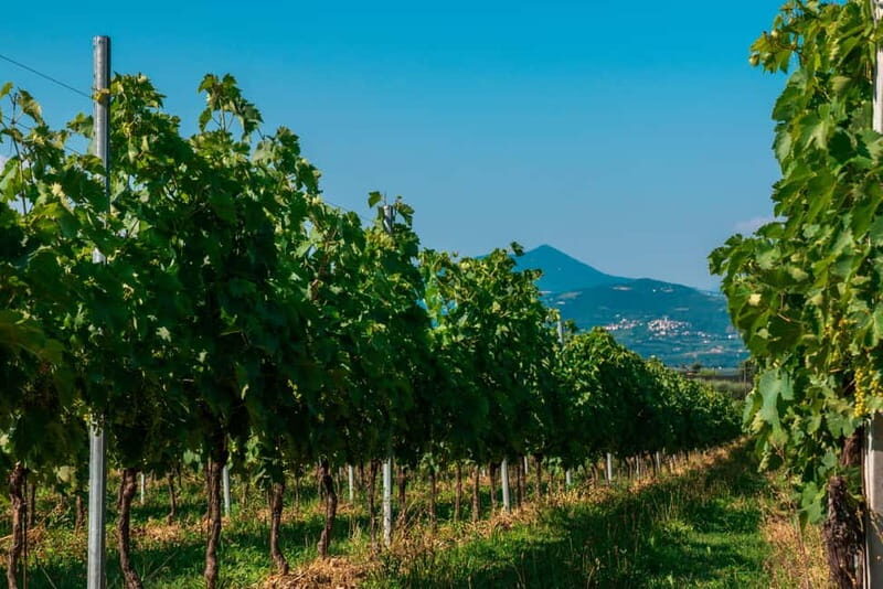 Lake Garda: Winery Tour & Wine Tasting with Local Delicacies - Why This Tour Offers Real Value