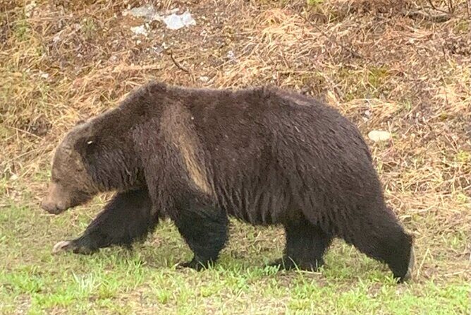 Lake Louise, Moraine Lake and the Icefields Parkway Full-Day Tour - In-Depth Look at the Tour Experience