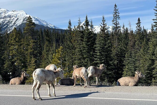 Lake Louise, Moraine Lake/Johnston Canyon, Banff Hot Springs Tour - Who Should Consider This Tour?