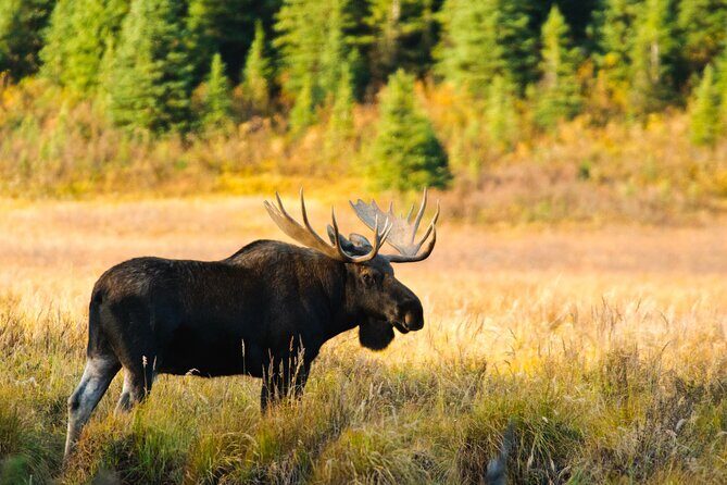 Lake Louise & Moraine Self-Guided Driving Audio Tour - Authentic Visitor Insights