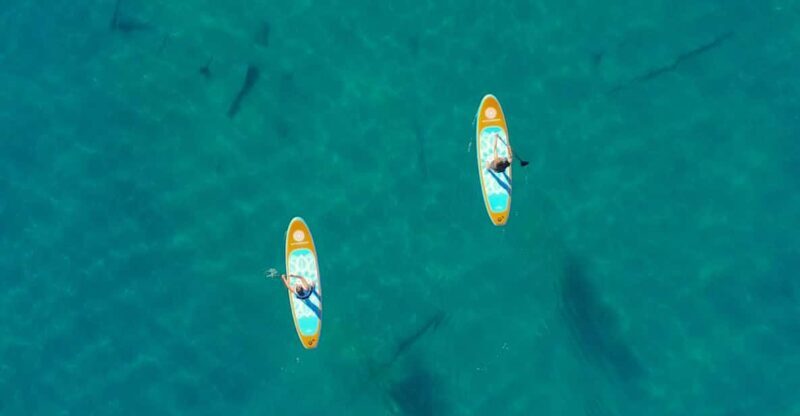 Lake Mead: Paddle Board Rental - Key Points