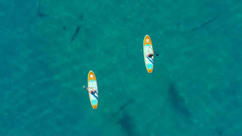 Lake Mead: Paddle Board Rental - What We Think: The Pros and Cons