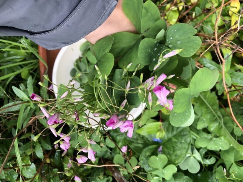 Lake Nemi: Herbs of the Moon Sensory Farm Visit - Practicalities and Tips